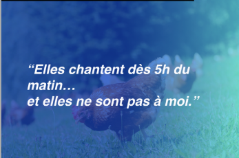 constat poulailler